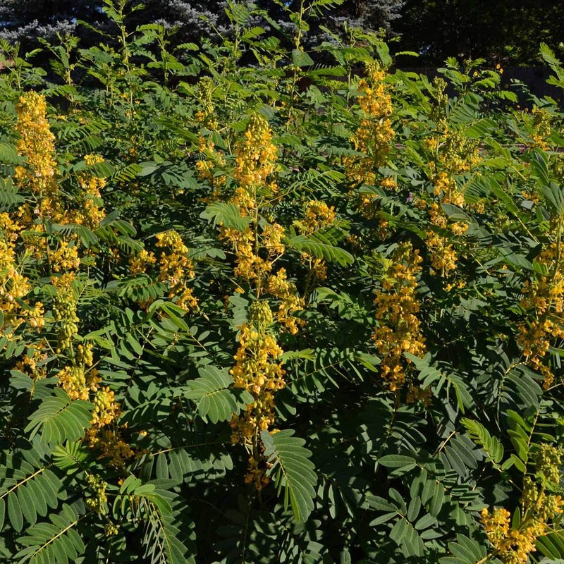 Outsidepride Wild Senna - 100 Seeds