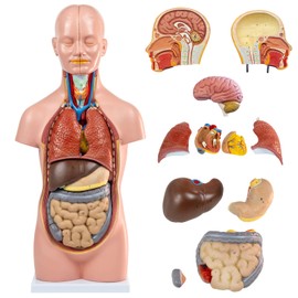 HADWYN 12 Parts Human Torso Model,20" Removable Human Torso Showing Section of Brain,Neck Dissected Exposes Muscular Neural,Vascular and Glandular Structure,Anatomy Model for Medical Learning