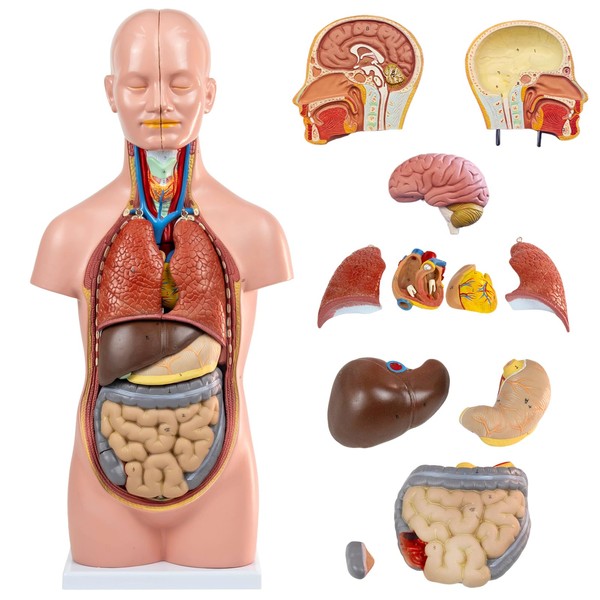 HADWYN 12 Parts Human Torso Model,20" Removable Human Torso Showing