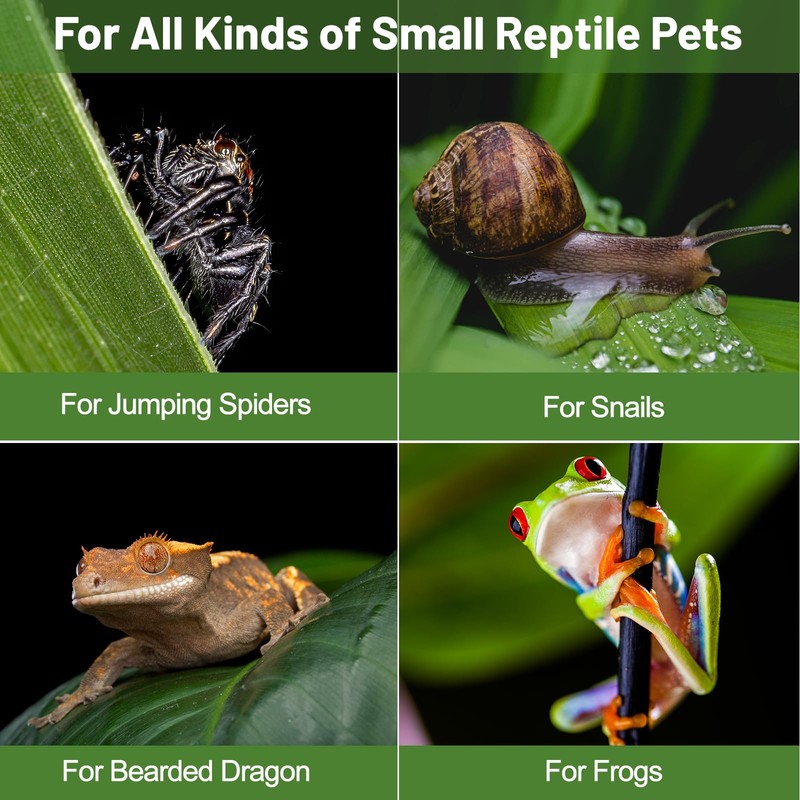 Jumping Spider Enclosure,Insects Habitat,Small Reptile Terrarium Glass House,for Spiders,Tarantulas,Snail,Mantis,Lizard and