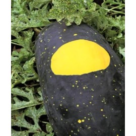 15+Red Moon And Stars Watermelon Seeds Heirloom seeds Grow up to 35lbs USA