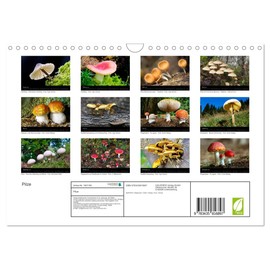 Mushrooms (Wall Calendar 2025 DIN A4 Landscape), CALVENDO Monthly Calendar