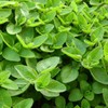 Marjoram Rubed (500 g), Marjoram Dried, 100% Pure and Natural