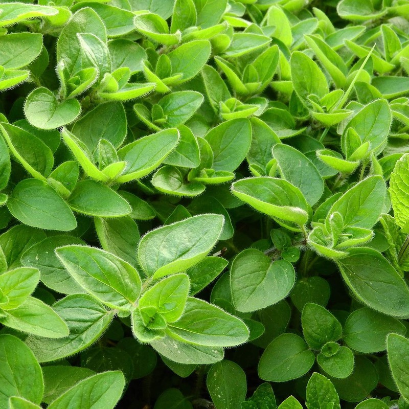 Marjoram Rubed (500 g), Marjoram Dried, 100% Pure and Natural