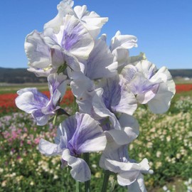 Outsidepride 100 Seeds Annual Lathyrus Odoratus Bicolor Blue Ripple Sweet Peas Vine Seed for Planting