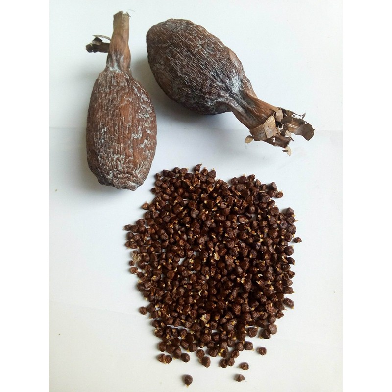 Ghana Alligator Pepper mbongo spice hepper Pepper (10)