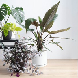 Large Plant Pots Set, 8 Inch & 10 Inch Ceramic Planter Pot for Plants with Drainage Hole and Saucer, White, 94-G-L-1