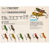 Rebel Crickhopper- Sunburst