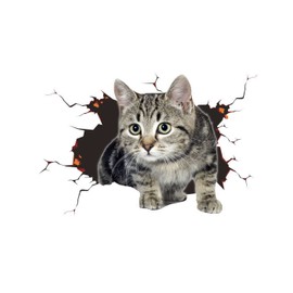 3D Cat Sticker, Car Sticker, Cute Cat Decorations, Custom Car Bumper Sticker, Scratch Theme, Wall Sticker, Style 3