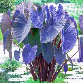 100 Pcs Caladium Bicolor Seeds, Blue & Purple Mix Foliage for Planting, Colorful Tropical Leaves for Indoor Pots, Outdoor Gardens, Borders & Decorative Landscaping