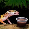DERNORD Gecko Feeding Bowl Reptile Vivarium Plastic Bowls Feeder Water