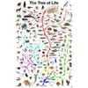 EuroGraphics Laminated Evolution Tree of Life Featuring Charles Darwin Poster