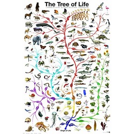 EuroGraphics Laminated Evolution Tree of Life Featuring Charles Darwin Poster Print 24x36