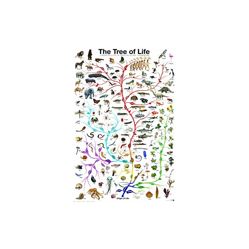 EuroGraphics Laminated Evolution Tree of Life Featuring Charles Darwin Poster