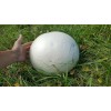 Unbranded GIANT PUFFBALL MUSHROOM GROWING KIT. OVER 1 BILLION SPORES
