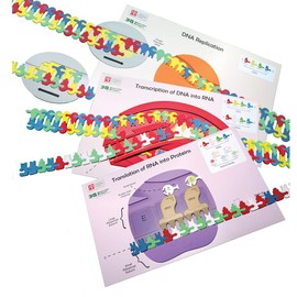 Flow of Genetic Information Kit©