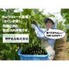Kikko Foods Tarudashi Cucumber Set of 2