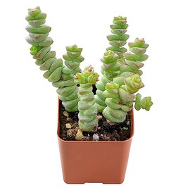 2" Succulent Crassula Baby's Necklace, Live Mini Succulents Plants Fully Rooted, Easy-Care House Plant, Unique Gift, Hand Selected