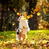 Bellfor Shiimun Immune - Digestible Dietary Supplement for Dogs: Natural