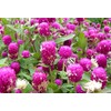 Mixed Color Globe Amaranth Gomphrena Seeds Purple Red White Dried