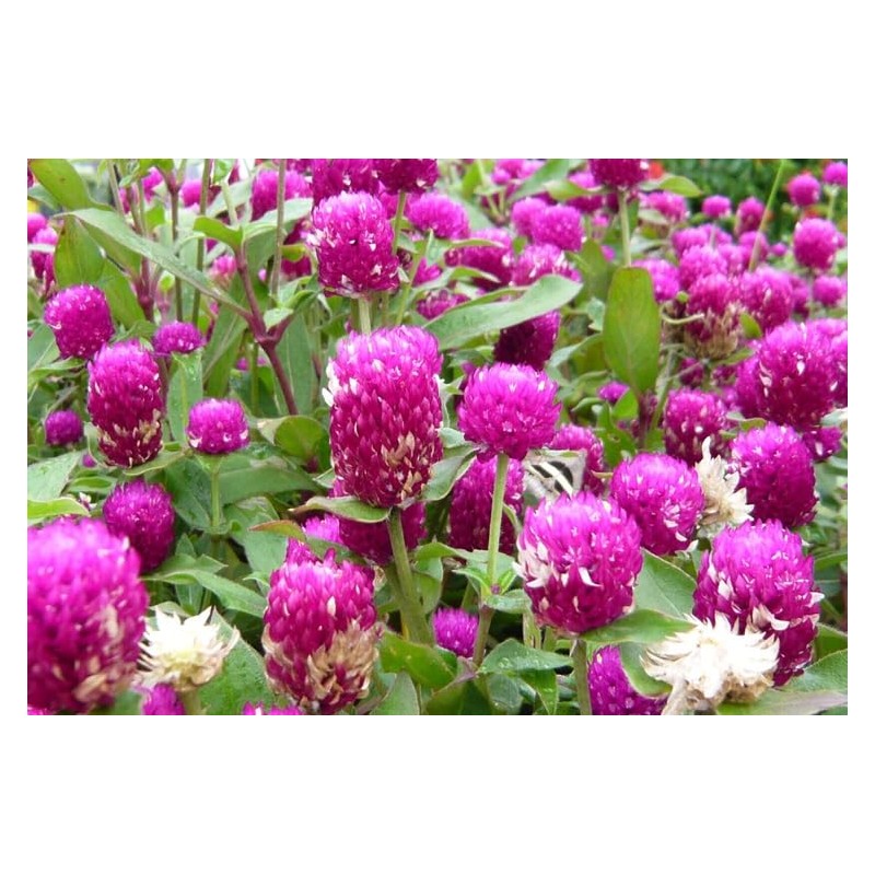 Mixed Color Globe Amaranth Gomphrena Seeds Purple Red White Dried