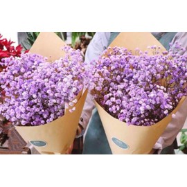 350 Pink Baby's Breath Seeds for Planting Newly Harvested, Beautiful Snow Like Blooms, Rose Gypsophila Seeds
