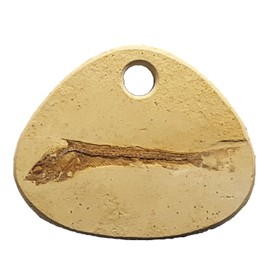 Krio® – Beautiful Petrified/Drilled Fish Fossil