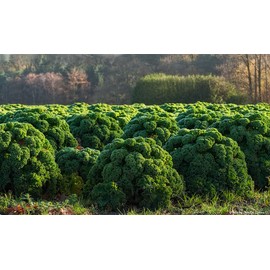 NIKA SEEDS - Vegetable Kale Cabbage Green - 150 Seeds