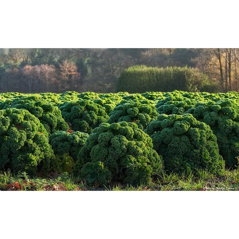 NIKA SEEDS - Vegetable Kale Cabbage Green - 150 Seeds