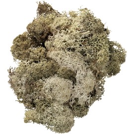 KnorrPrandell KnorrPrandell 216694977 Islandmoos, 50 g, natur hell, Beige