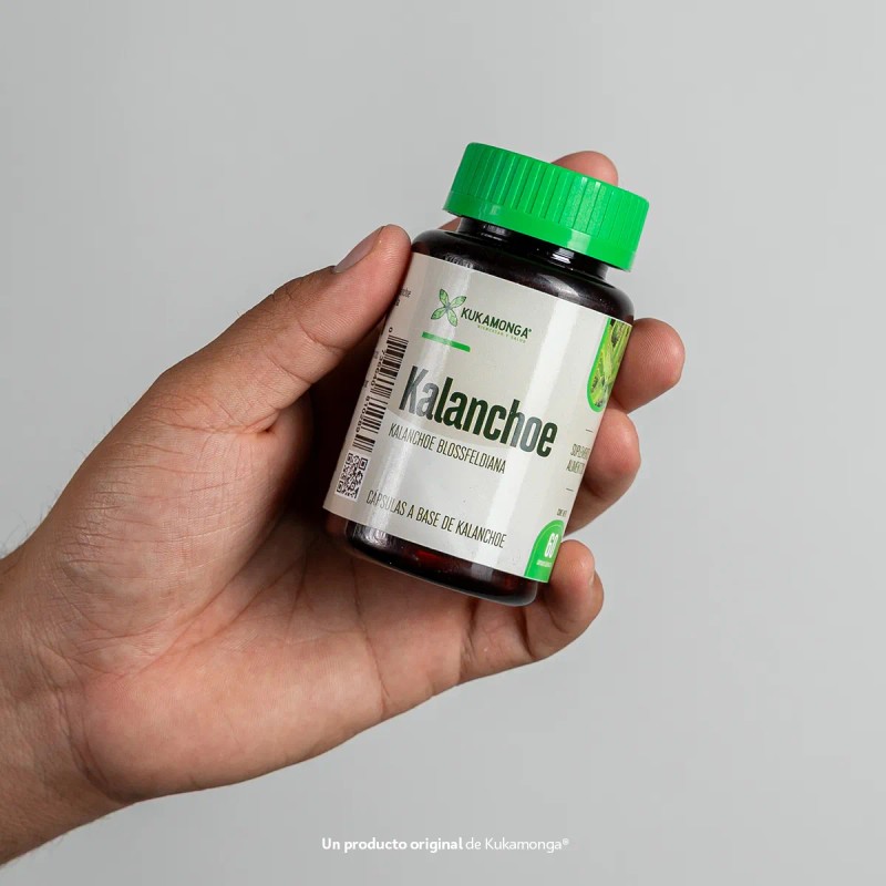 Castao De Indias Kalanchoe 60 Cps Bienestar De Piernas Sin