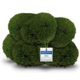 sphagnum-shop.com Bollenmoos preserved for moss pictures, decorative moss, premium quality, light green, item weight: 0.25