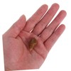 BESPORTBLE Educational Specimen Model 6 Pack Agate Snail Ancient Specimen