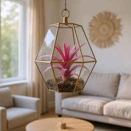 It Blooms Rainforest Grown Capitata Cotton Candy Enhanced Air Plant - Live Tillandsia - 5 to 8 inches - 30 Day Guarantee