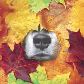 20 Servietten Herbst Hund im Herbstlaub als Tischdeko. Papierservietten herbstlich mit Motiv. Auch für Decoupage und Serviettentechnik 33x33cm