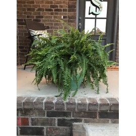 Garden Armor Frost Armor Bag, 80x20 inches, Outdoor Wind Protection for Plants, Protects from Freezing Temperatures and Frost, Reusable, Recyclable, UV Resistant, Breathable Fabric
