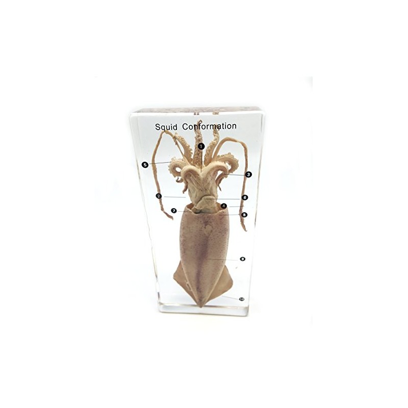 Squid Cuttlefish Conformation Specimen in Acrylic Block Paperweights Science Classroom