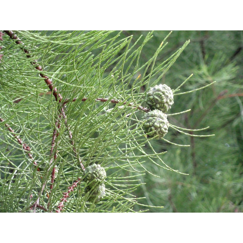 The Jonsteen Company Pond Cypress | Medium Tree Seedling |