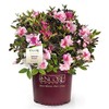 Encore Azalea Autumn Twist Azalea, 2 Gal, Bi-Color Purple Flowers