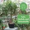 American Plant Exchange Ponytail Palm – 10-Inch Pot – Live