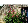 Hollyhock Single Mixed Colors - 250 Seeds - Long Blooming