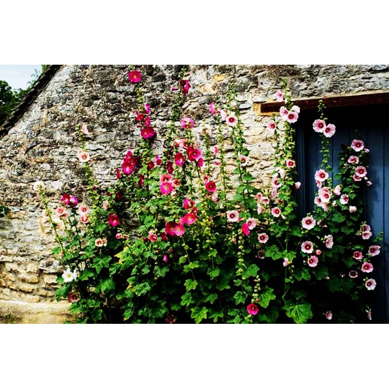 Hollyhock Single Mixed Colors - 250 Seeds - Long Blooming