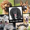 Bugalugs Aloe & Kiwi Dog Shampoo - Long Lasting Freshness