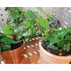 Royal Gardineer Mini Irrigation System: Plant Irrigation System for Balcony