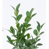 2 Green Velvet Boxwood’s, Buxus ‘Green Velvet’, Live Plants, 2.5”