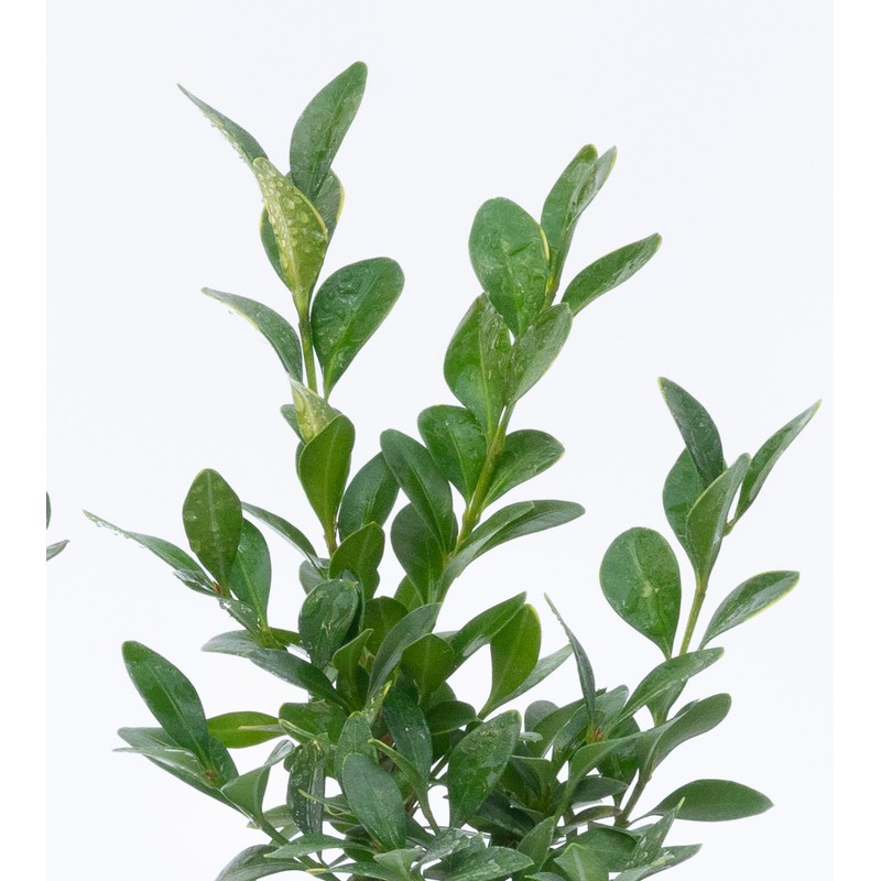 2 Green Velvet Boxwood’s, Buxus ‘Green Velvet’, Live Plants, 2.5”