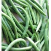 Southeast Seeds Provider Bush Green Bean Seeds, NON-GMO, Stringless, High