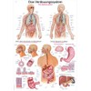 Erler Zimmer Anatomical Chart - The Digestive System - 2