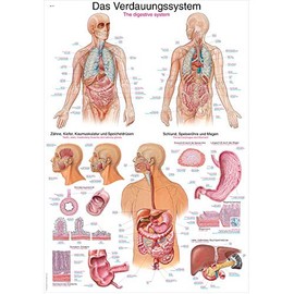 Erler Zimmer Anatomical Chart - The Digestive System - 2 Sizes 70 cm x 100 cm