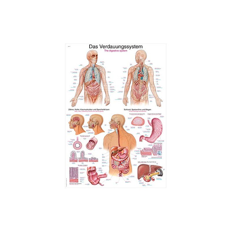 Erler Zimmer Anatomical Chart - The Digestive System - 2